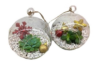 Plant Nite: 2 Holiday Hanging Globes